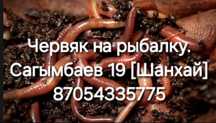 Черви червяк жевущий красный На рабалку!!! Адрес Сагымбаев 19 Шанхай