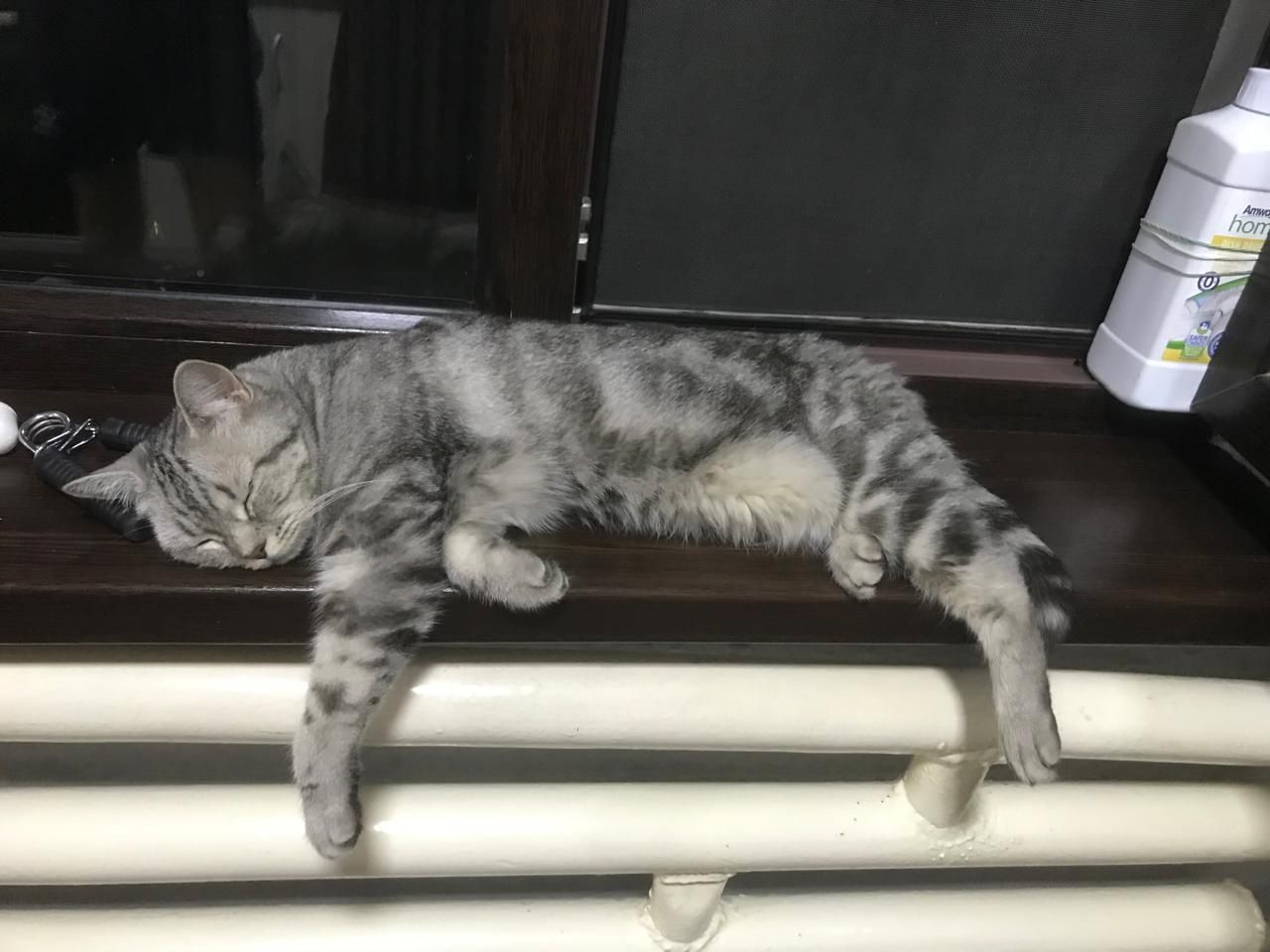 Шотландский прямоухий кот срочно прадаются