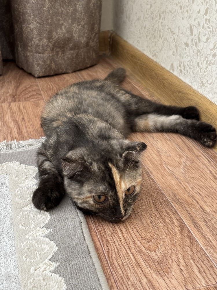 Отдам котенка в добрые руки