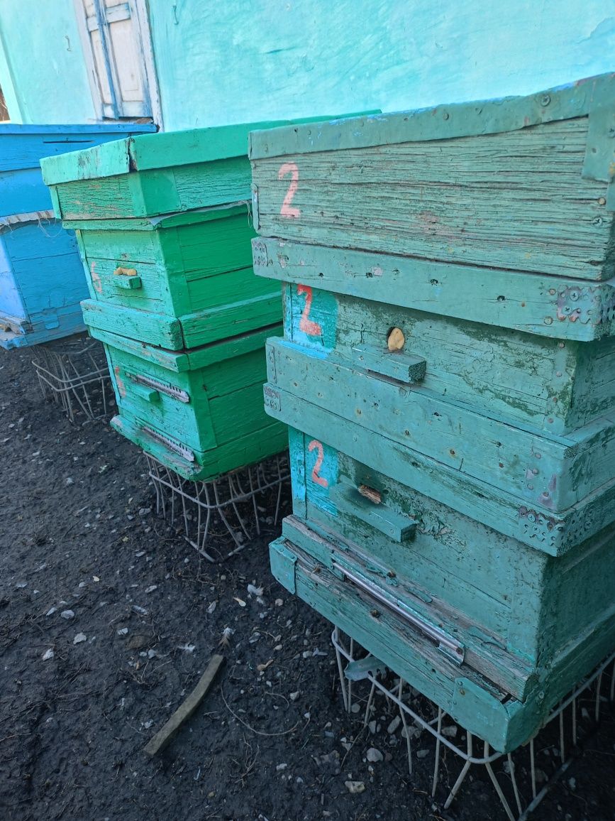 Продам пчелосеми