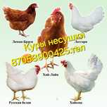 Куры несушки Леггорн.