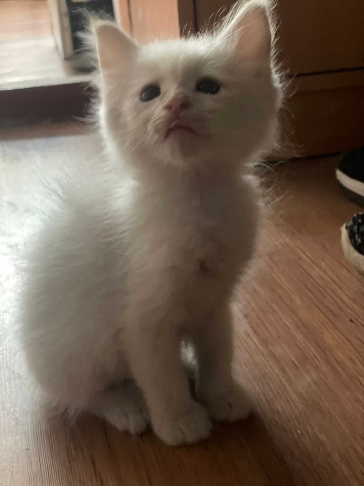 котенок бесплатно в добрые руки