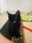 Котенок, мальчик