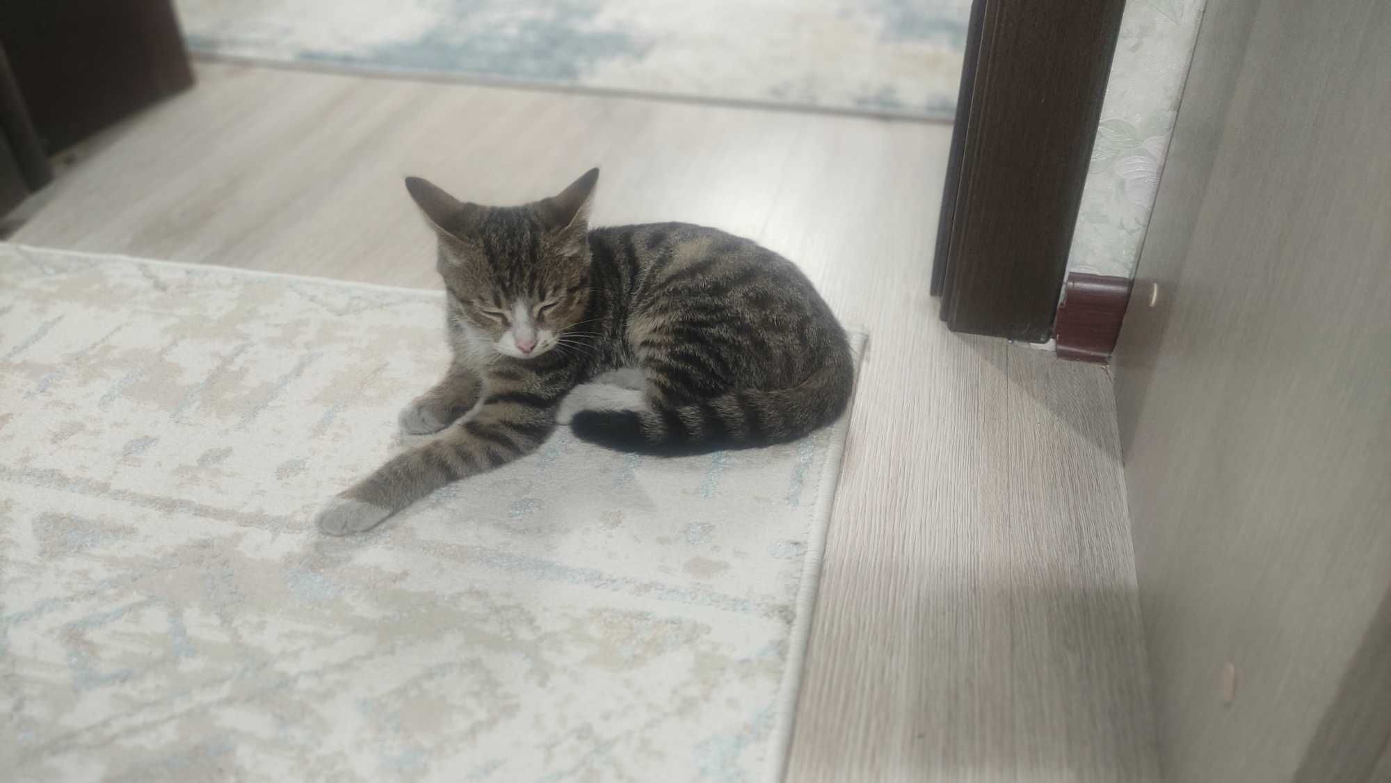 Отдам кота в хорошие руки.