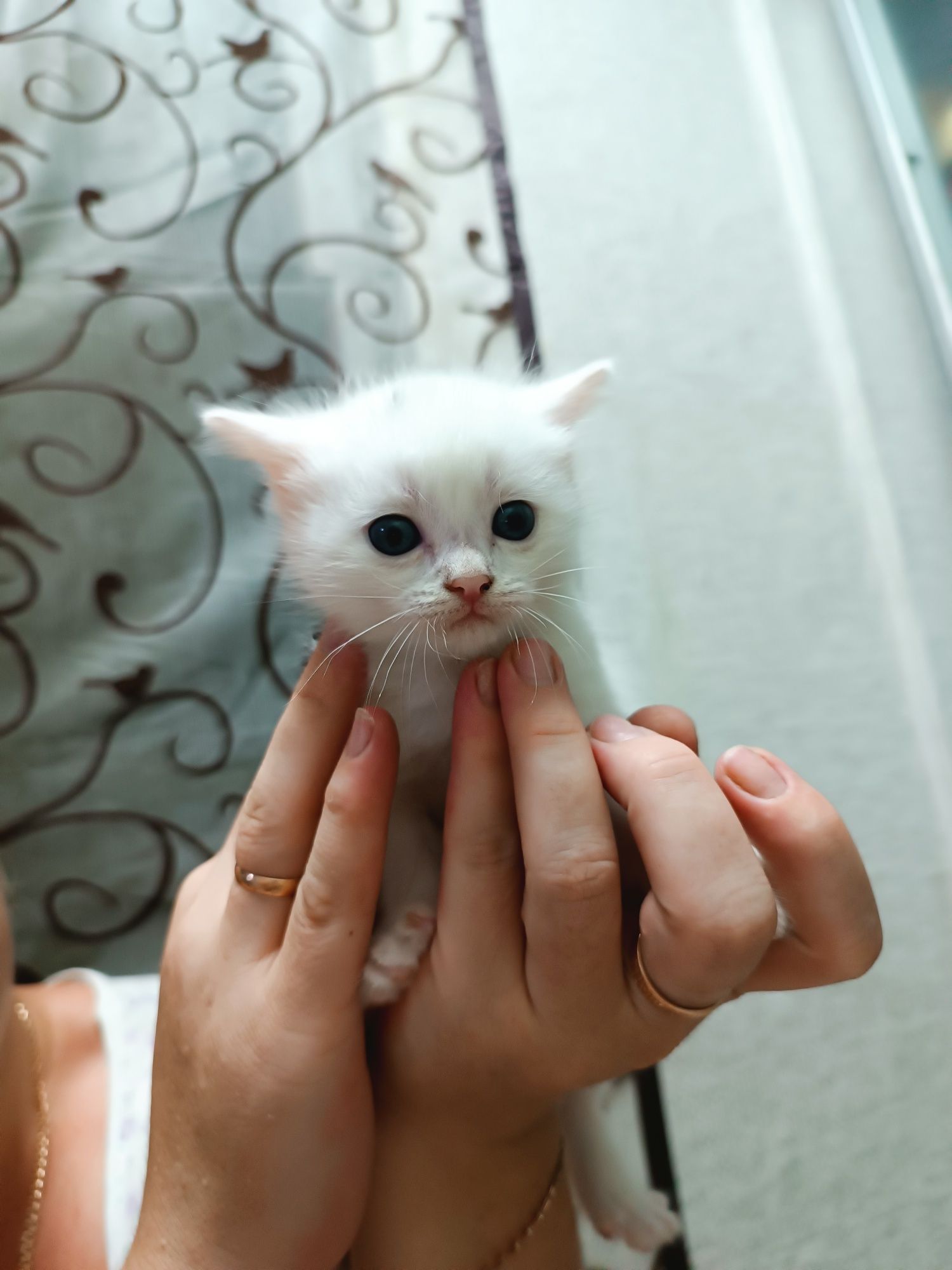 Продам котят британцев