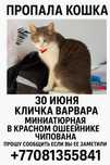 Пропала кошка, пожалуйста помогите найти