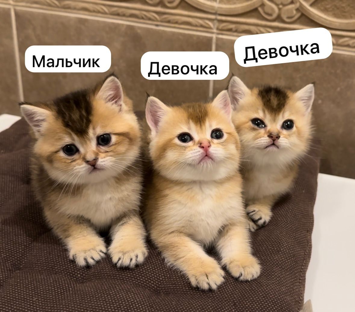 Шиншиллы золотые