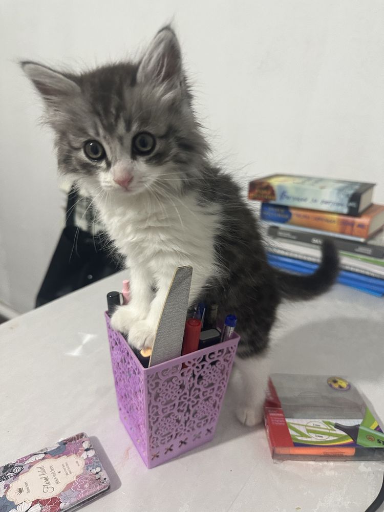 кошка,девочка.отдам бесплатно