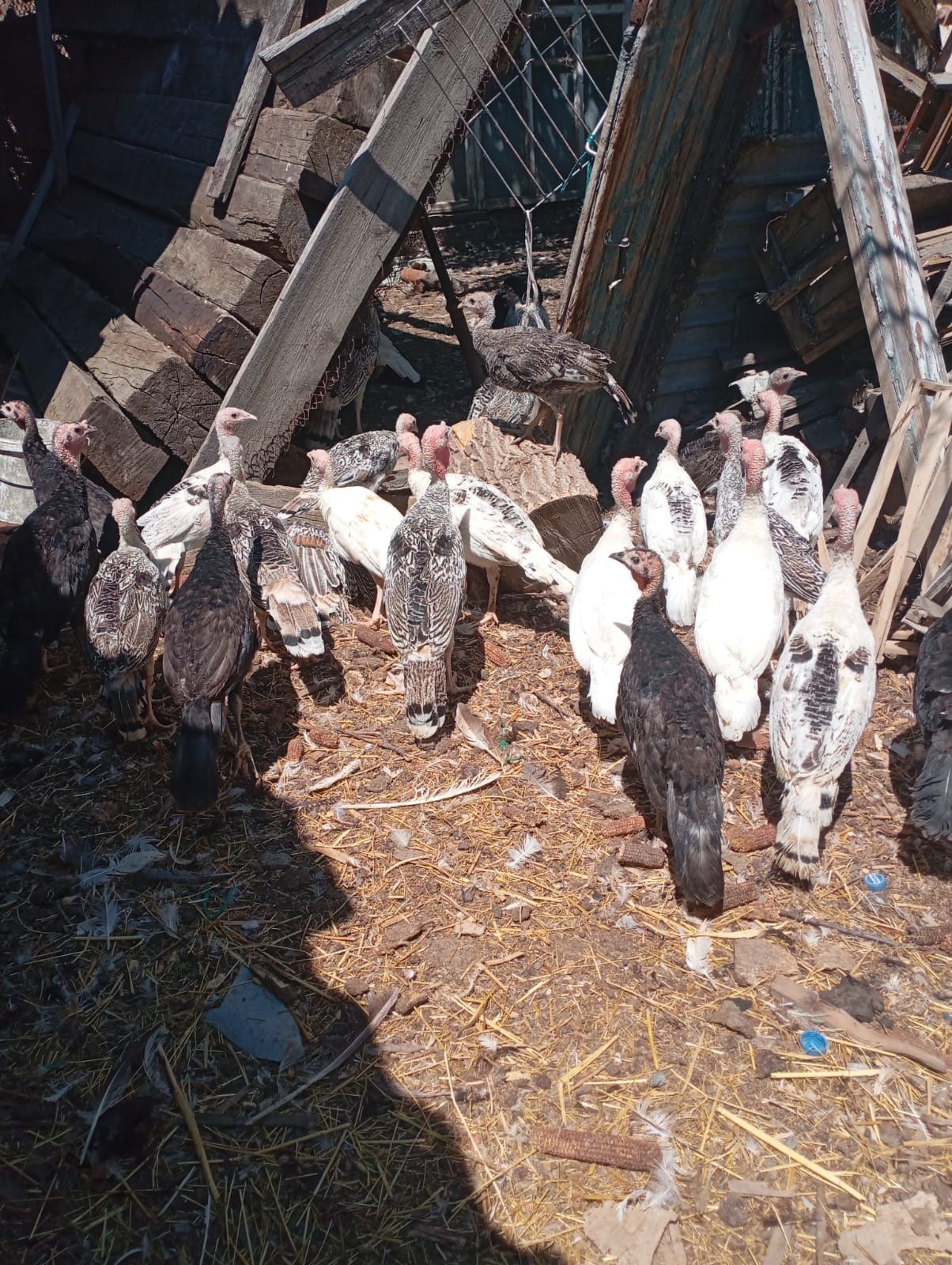 Срочна продам индюков