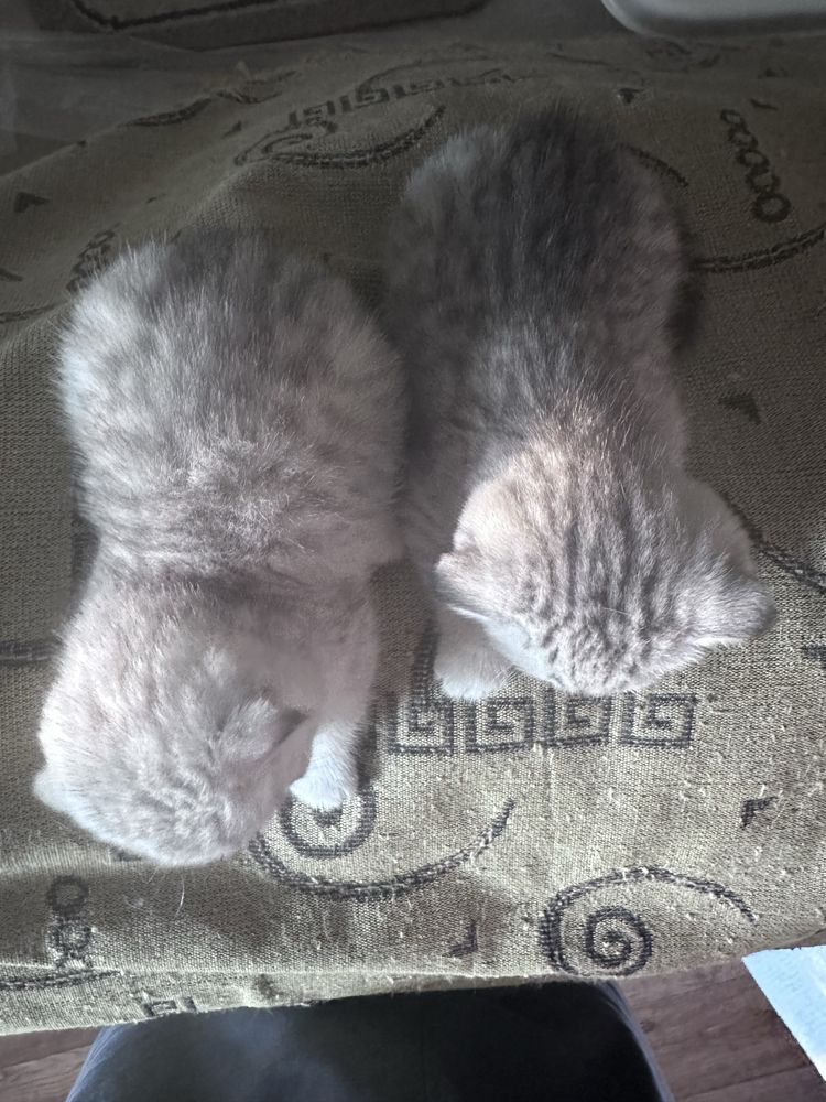 Продам Вислухих британцев короткошорстнных