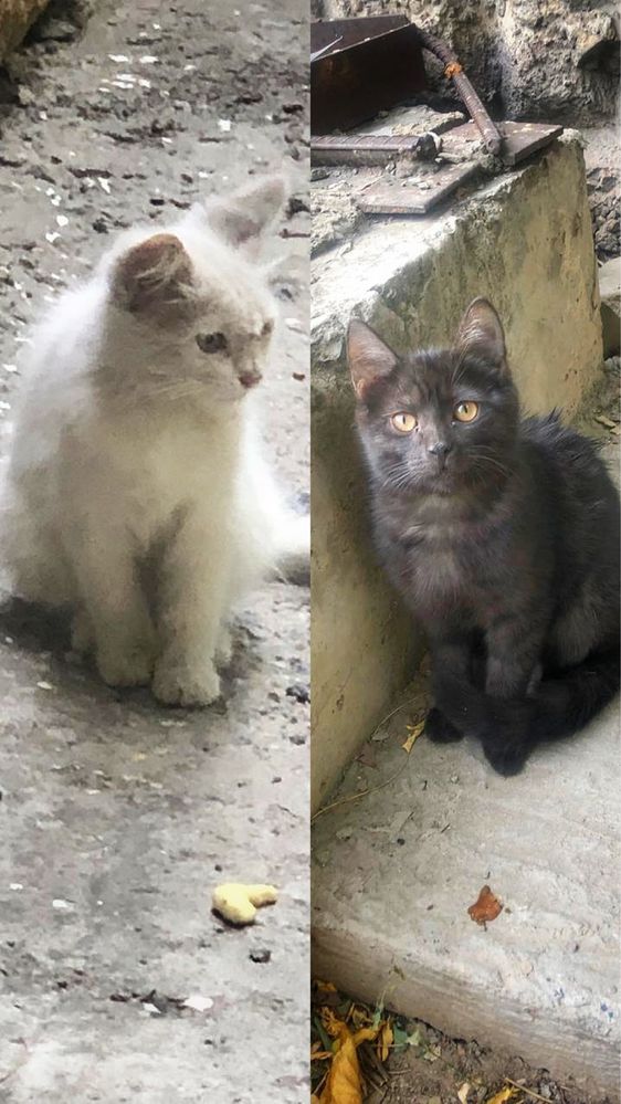 Белый котенок девочка