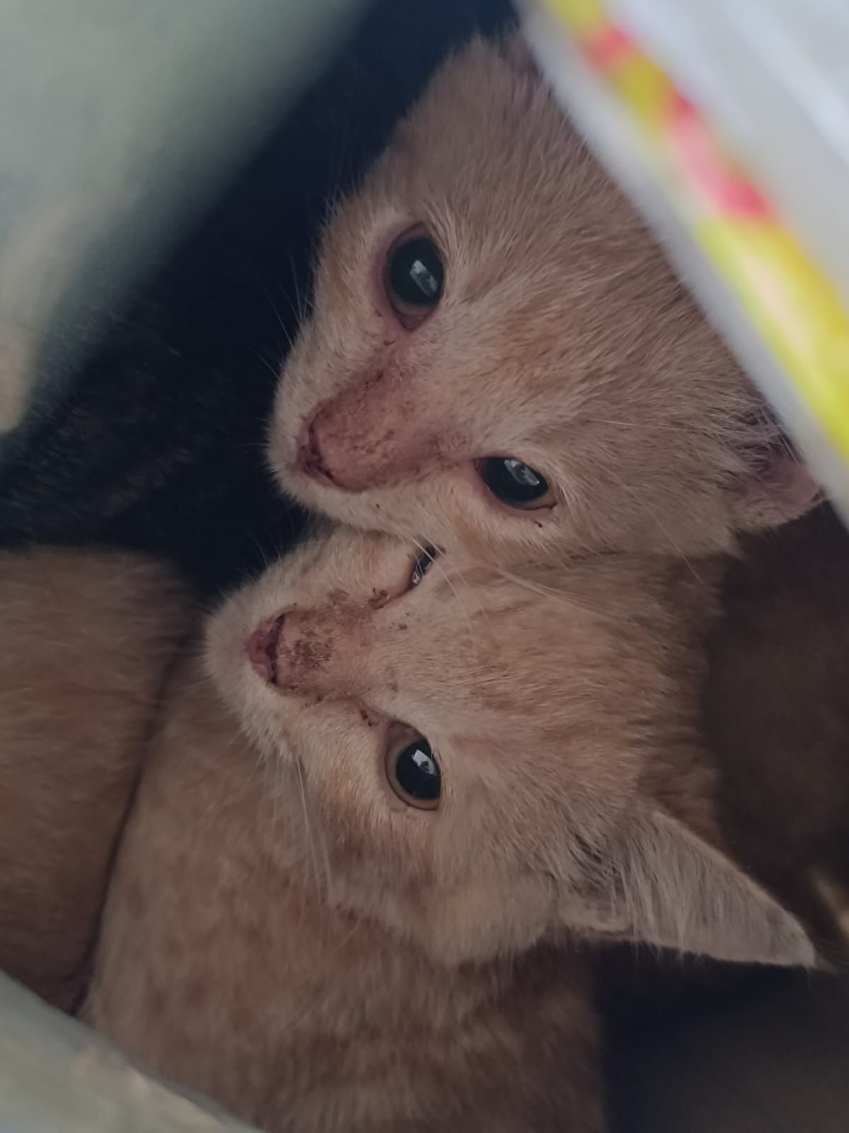 Раздаю котят в добрые руки