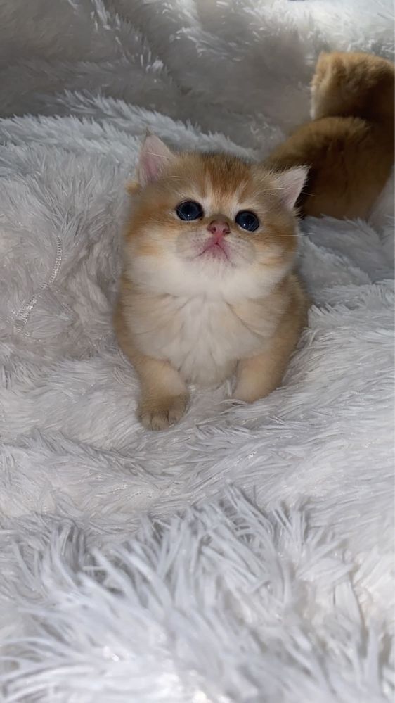 Куколки слалкие