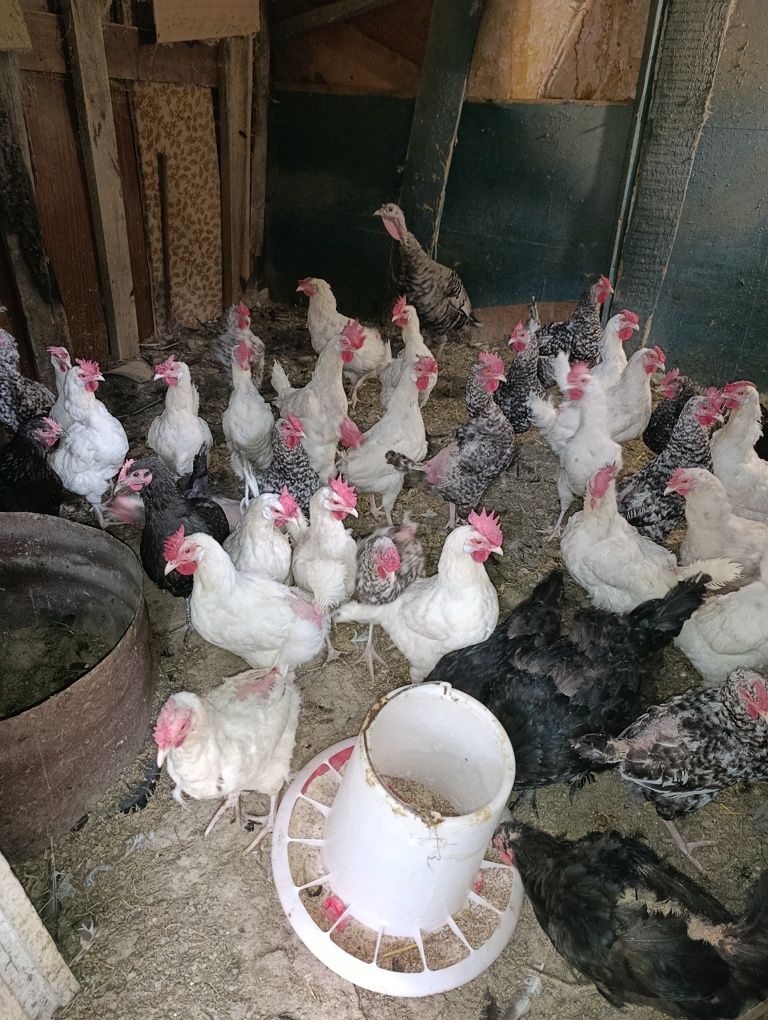 Куры домашние и цеплята