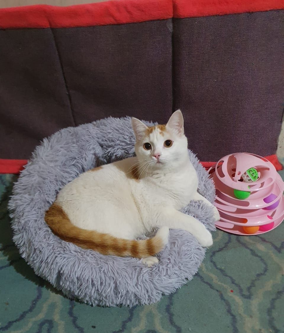 отдам в добрые руки