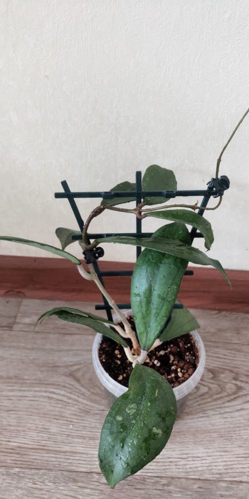 Хойя Дженифер/Jennifer (H. incrassata x H. finlaysonii)