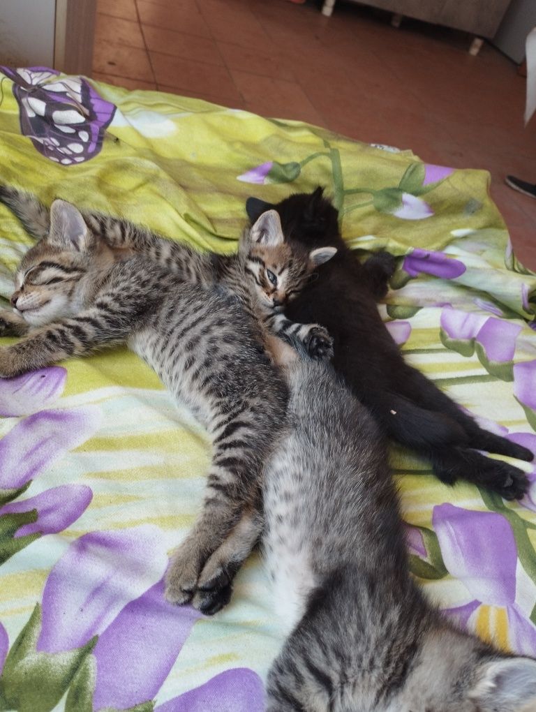Отдам даром котят