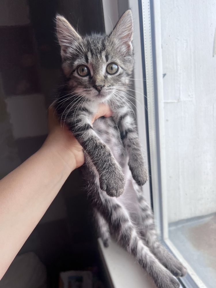 Котят в добрые руки бесплатно