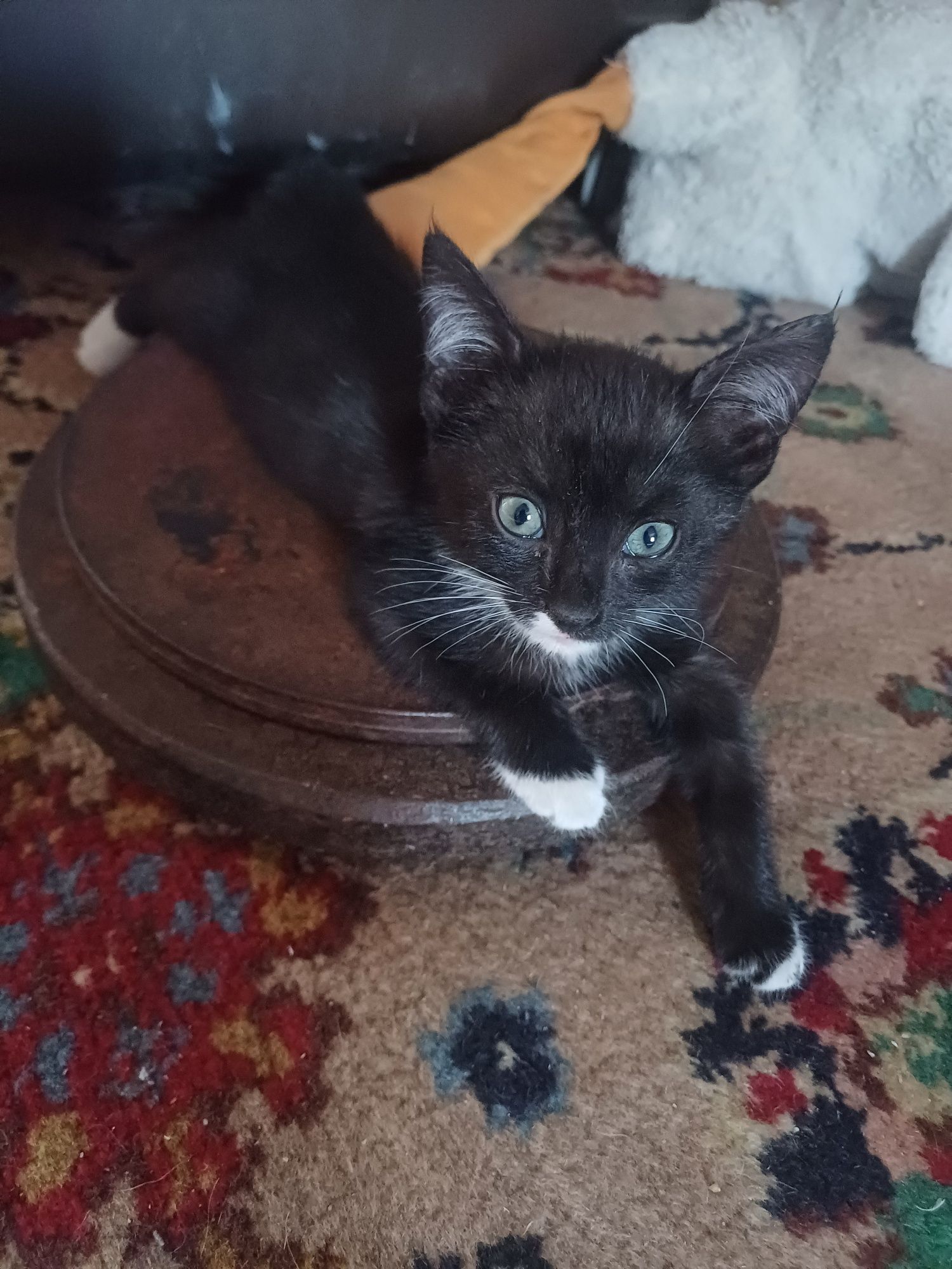 Котенок копманьен
