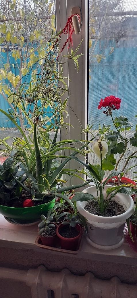 Продам комнатные цветы