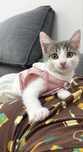 Котик отдам в добрые руки