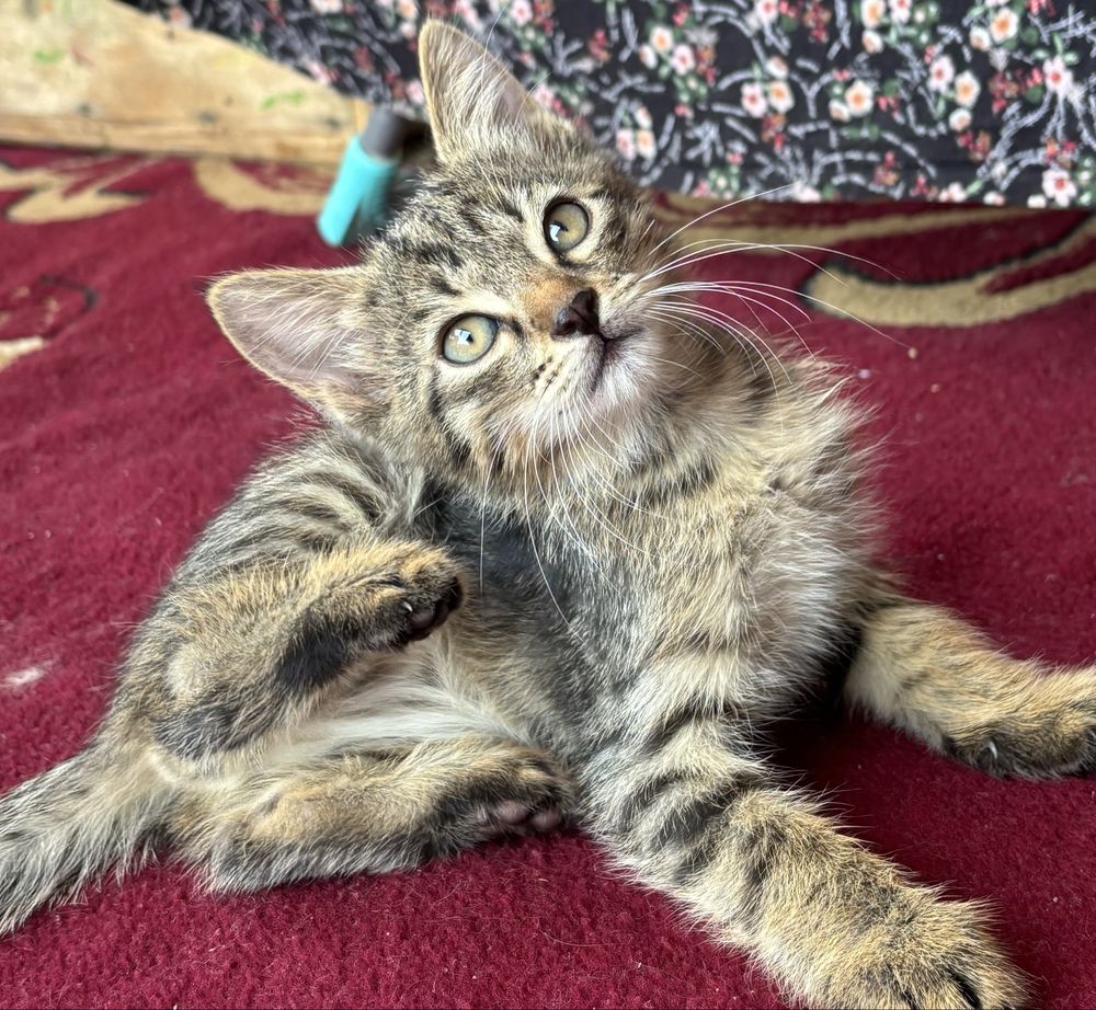 котята в хорошие руки