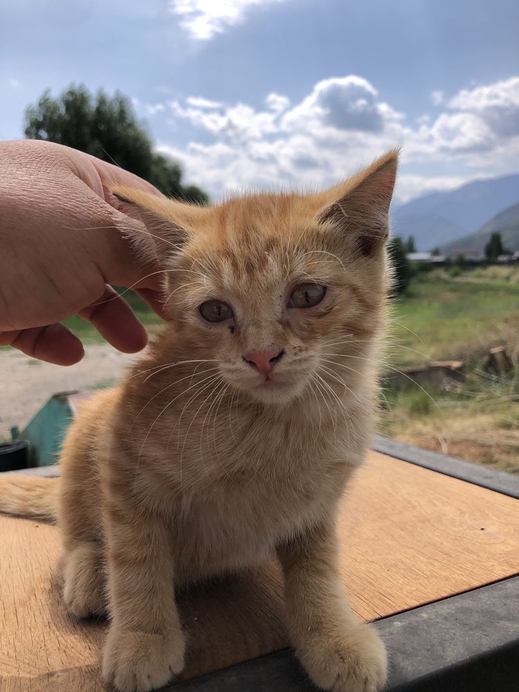 Котята бесплатно