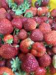 Продам домашнюю клубнику