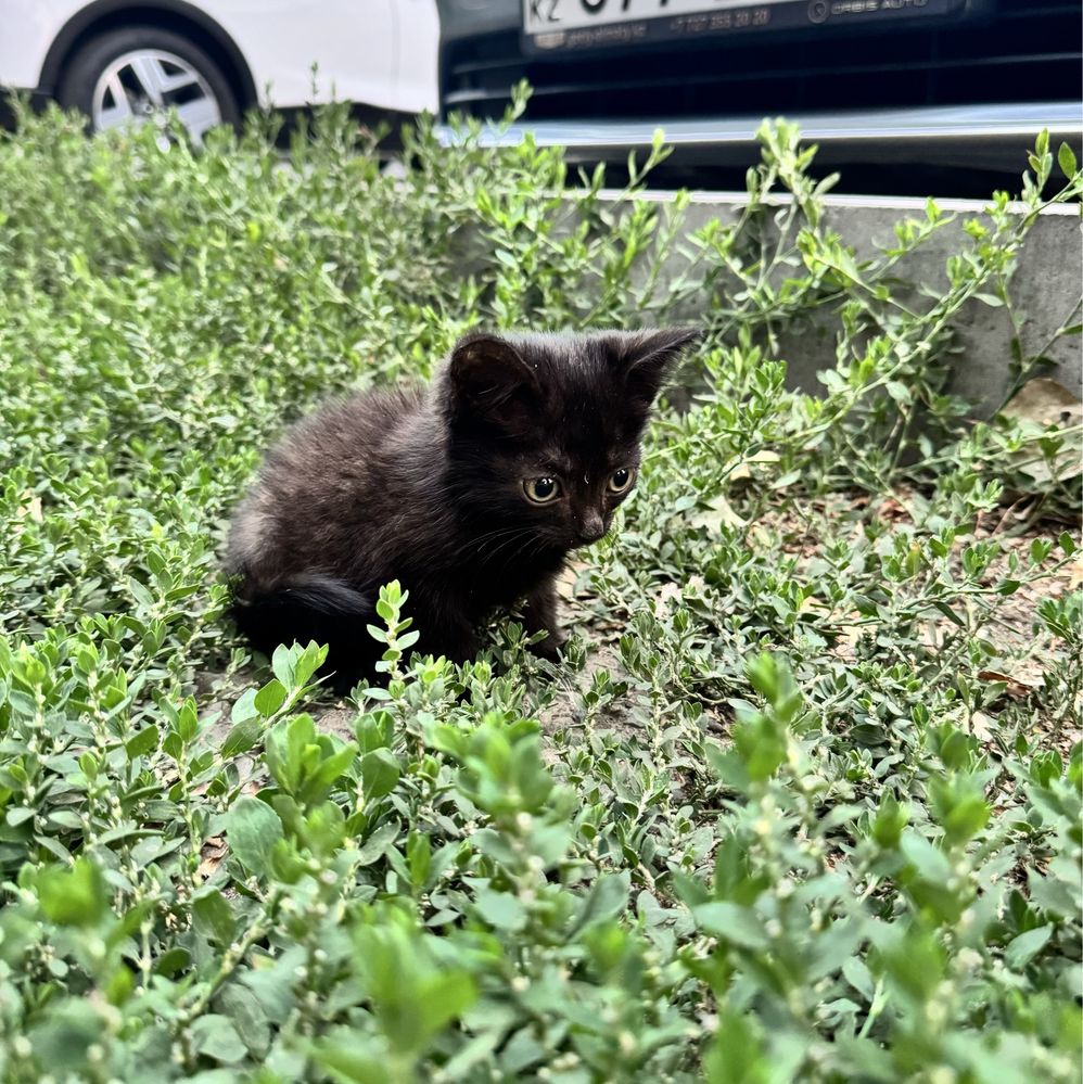 Отдам котенка бесплатно