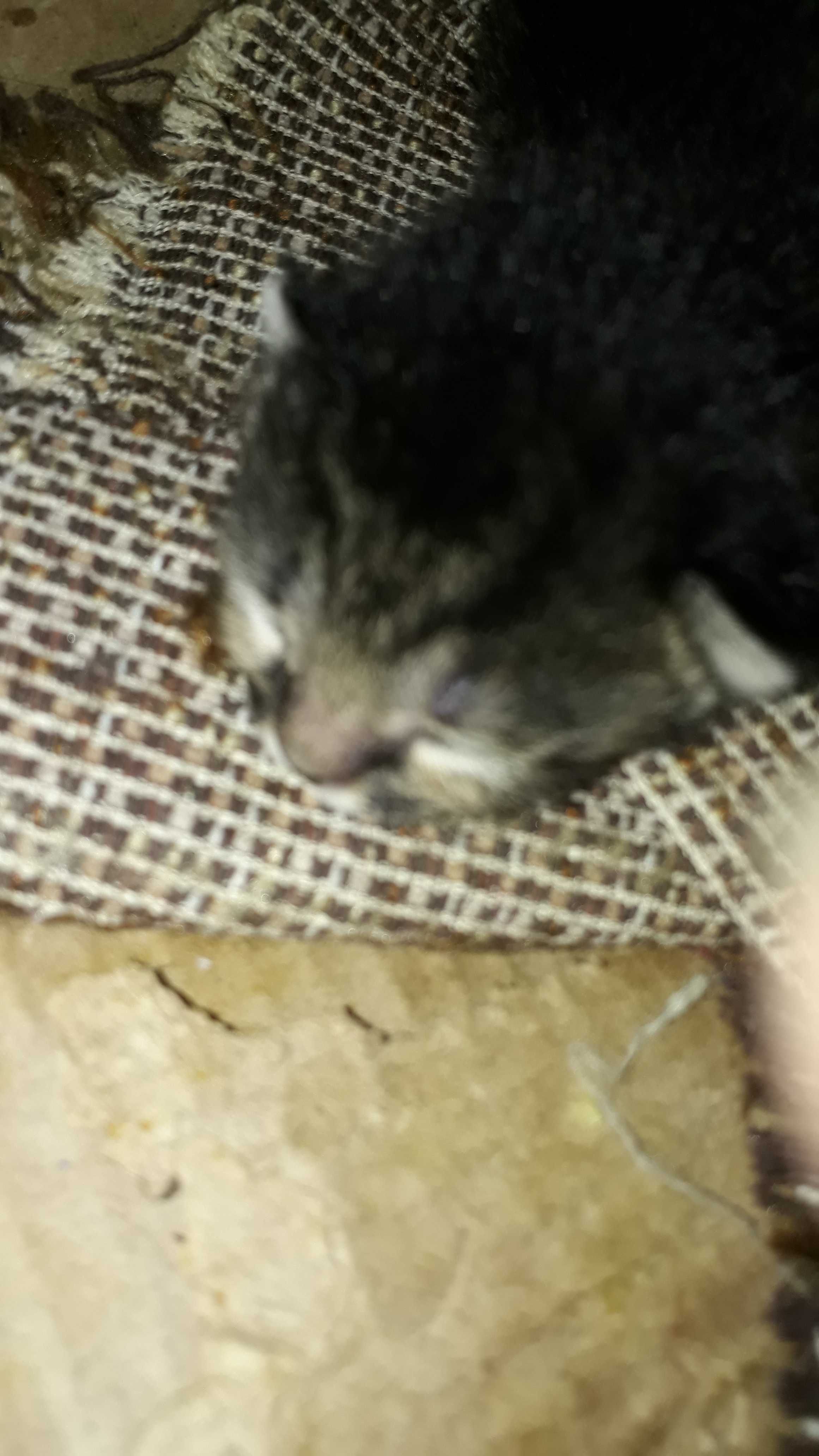 Подарю котят разных пород