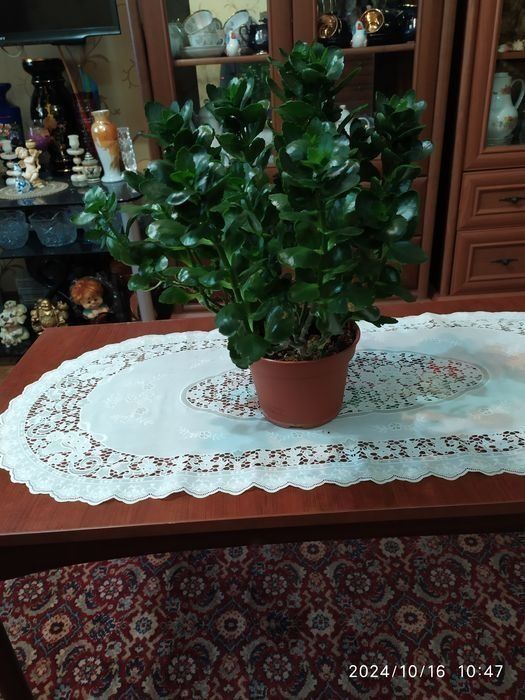 Кактусы обычные. Неприхотливые в быту.Каланхоэ.