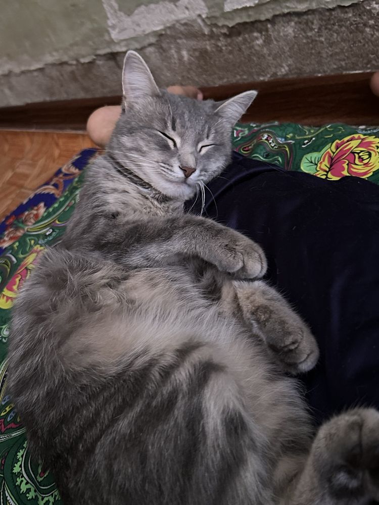 Котята  в дар бесплатно