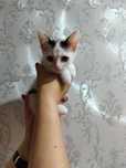 Ищем дом для котят!