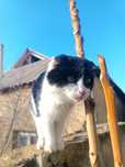 Отдам веслоухого кота в добрые руки