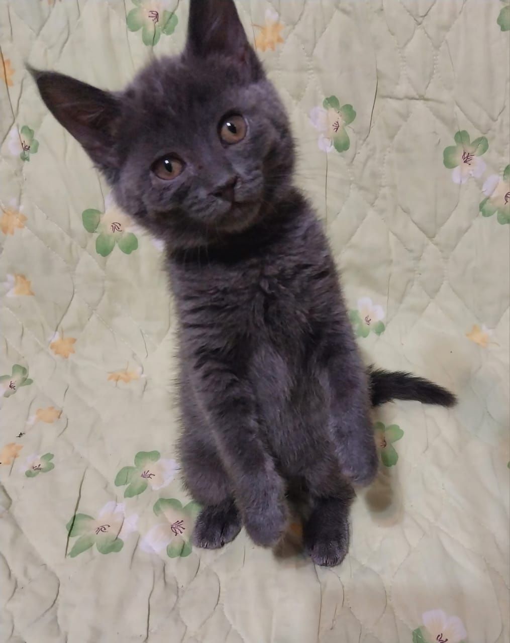 Котята 2 месяца.  Кошечки и котики.
