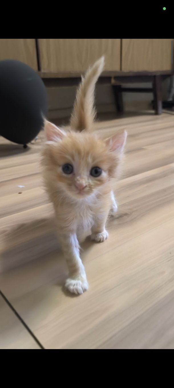 Котенок (мальчик)  ищет семью