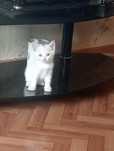 Котята бесплатно
