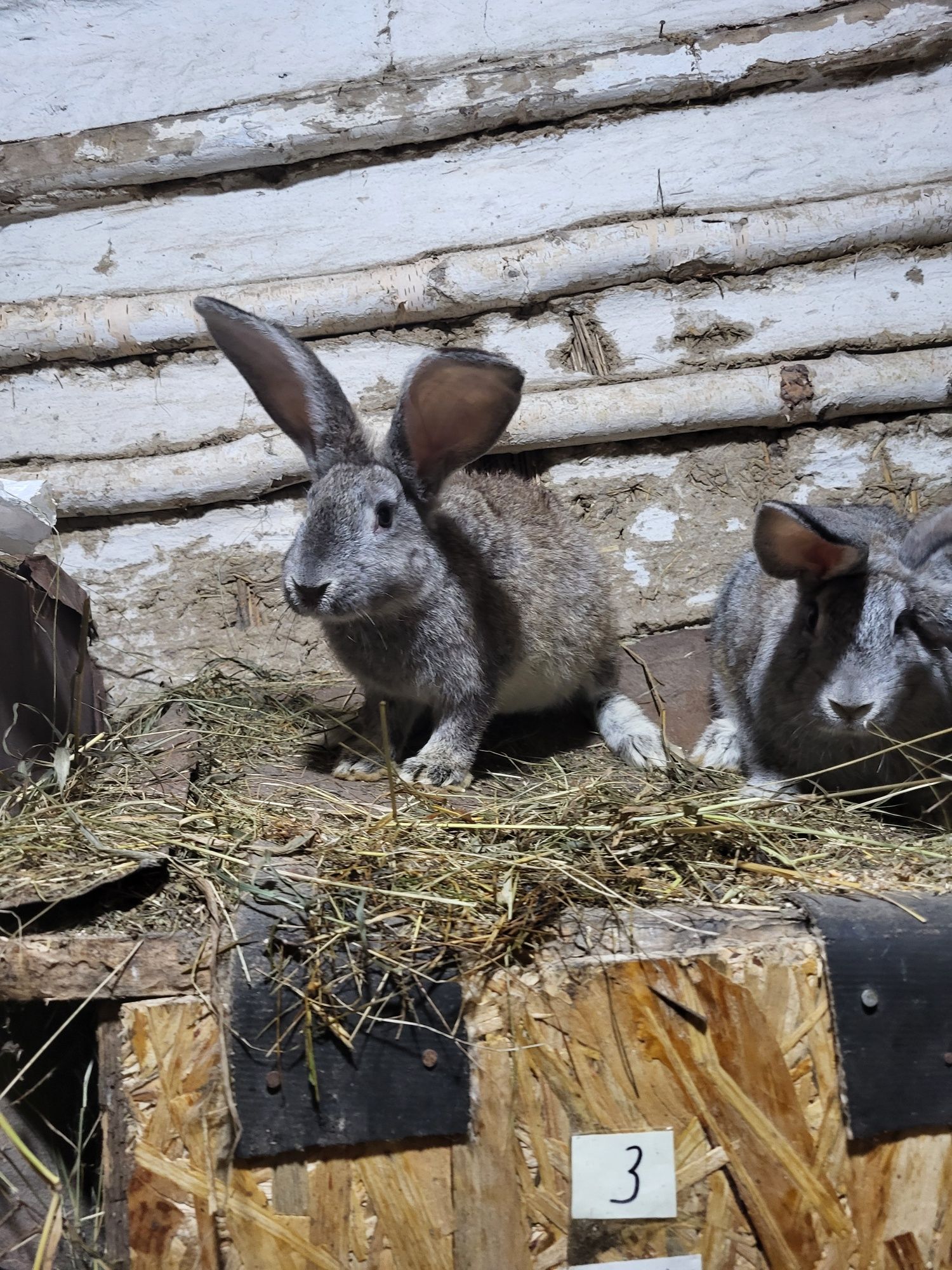 Продам кроликов..