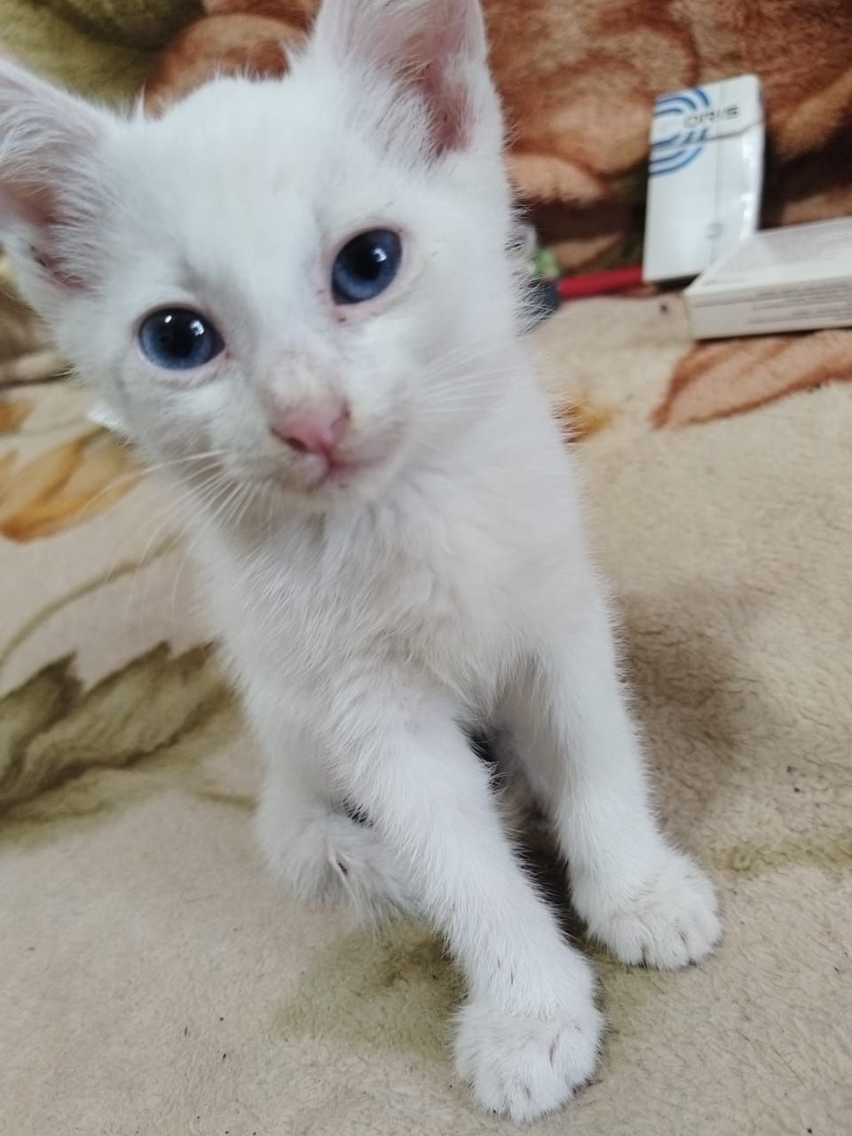 Котята На 40 мельнице