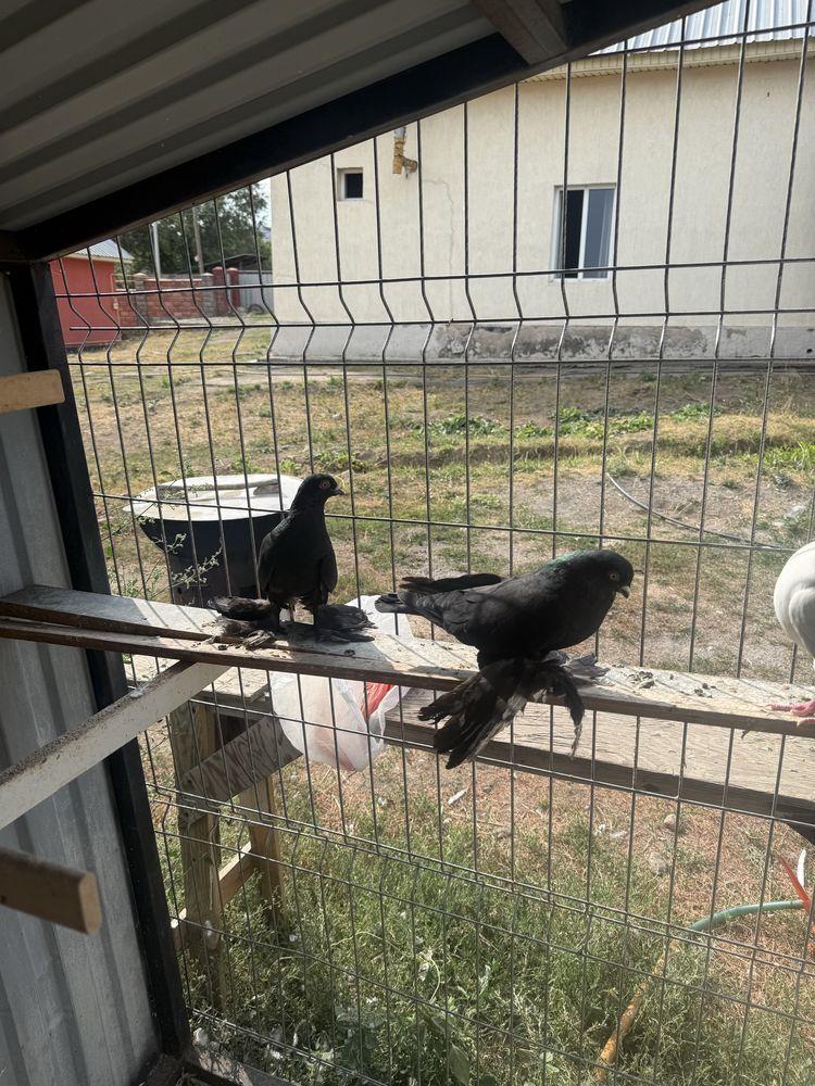 Продам голубей павлины якобинцы жуки одна такла