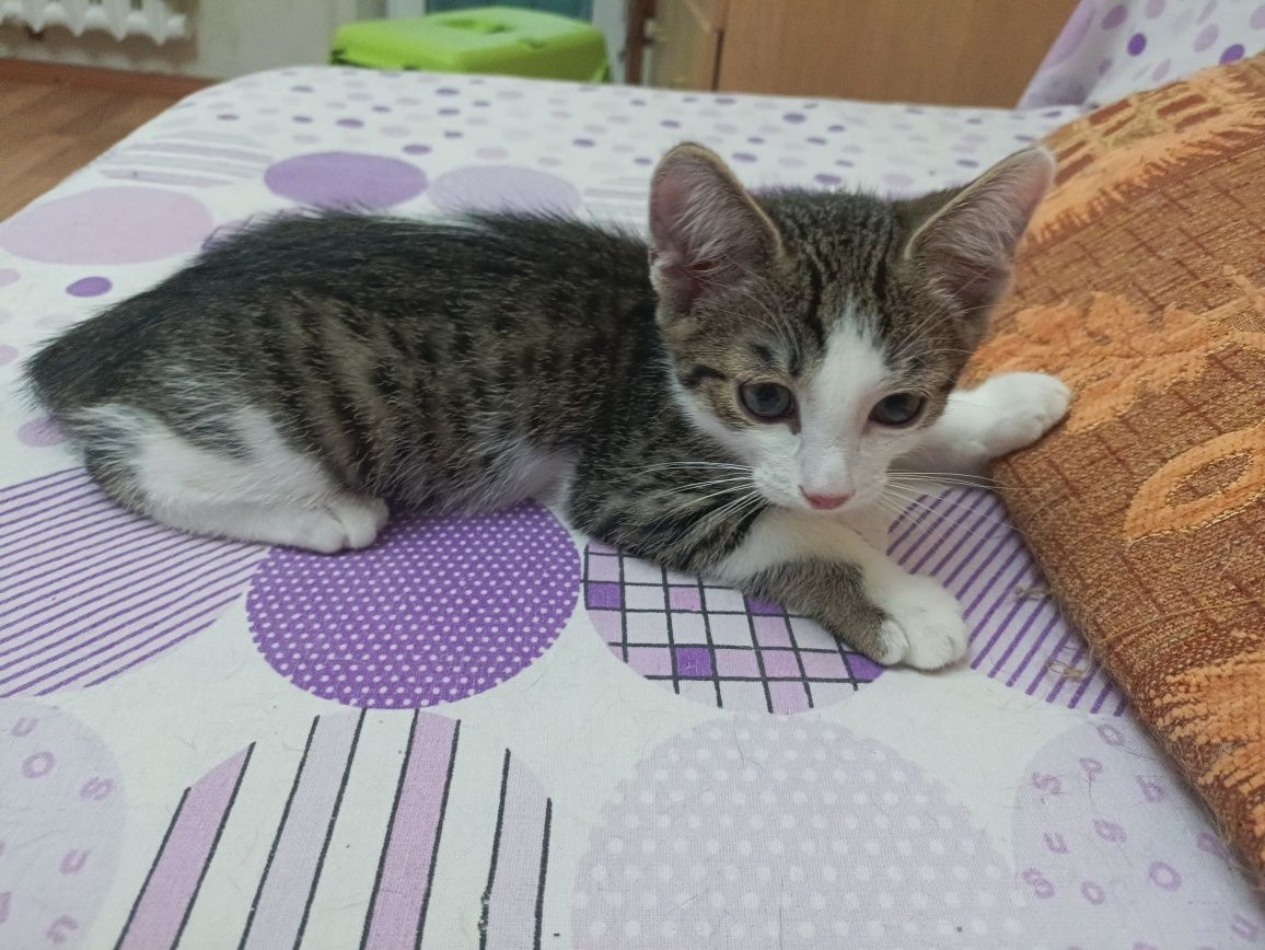 Котята,  в надёжные ручки, бесплатно!