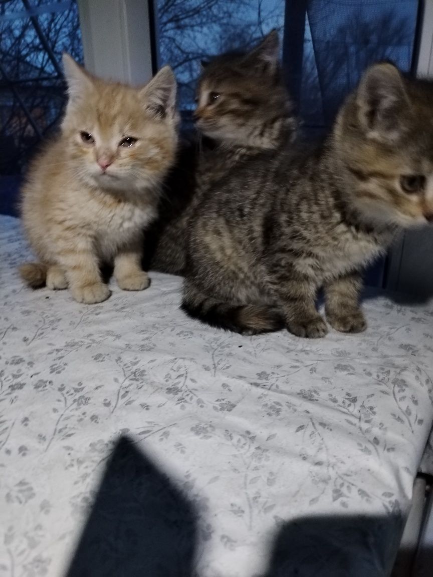 Котята в добрые руки бесплатно