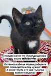 Котенок мальчик ищет дом ! Костанай! Привезем!