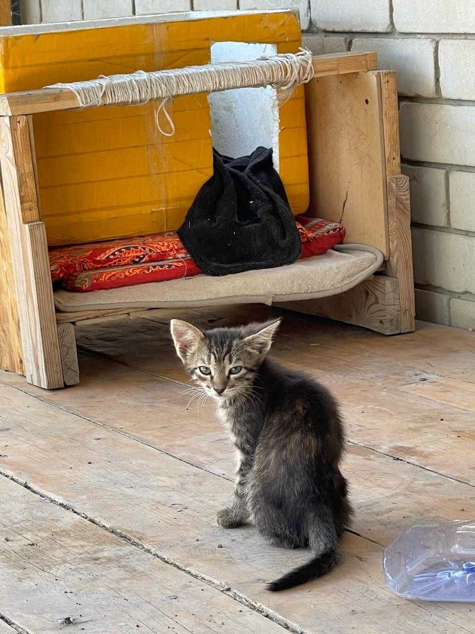 Отдаем котят в добрые руки, срочно