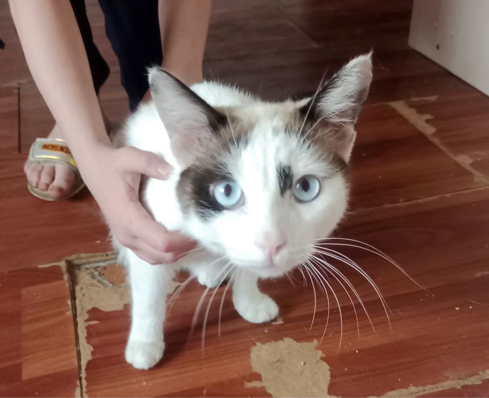 Отдам молодого котика