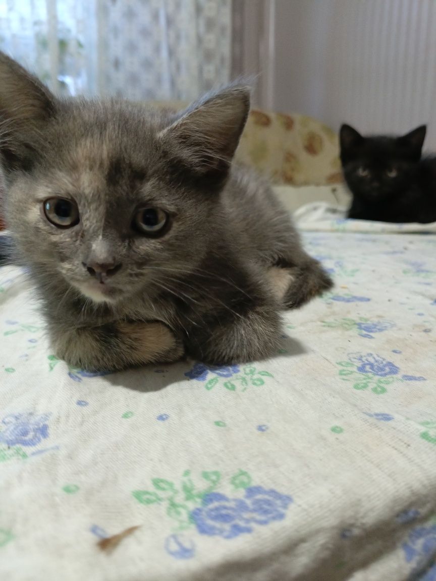 Отдам в добрые руки котят
