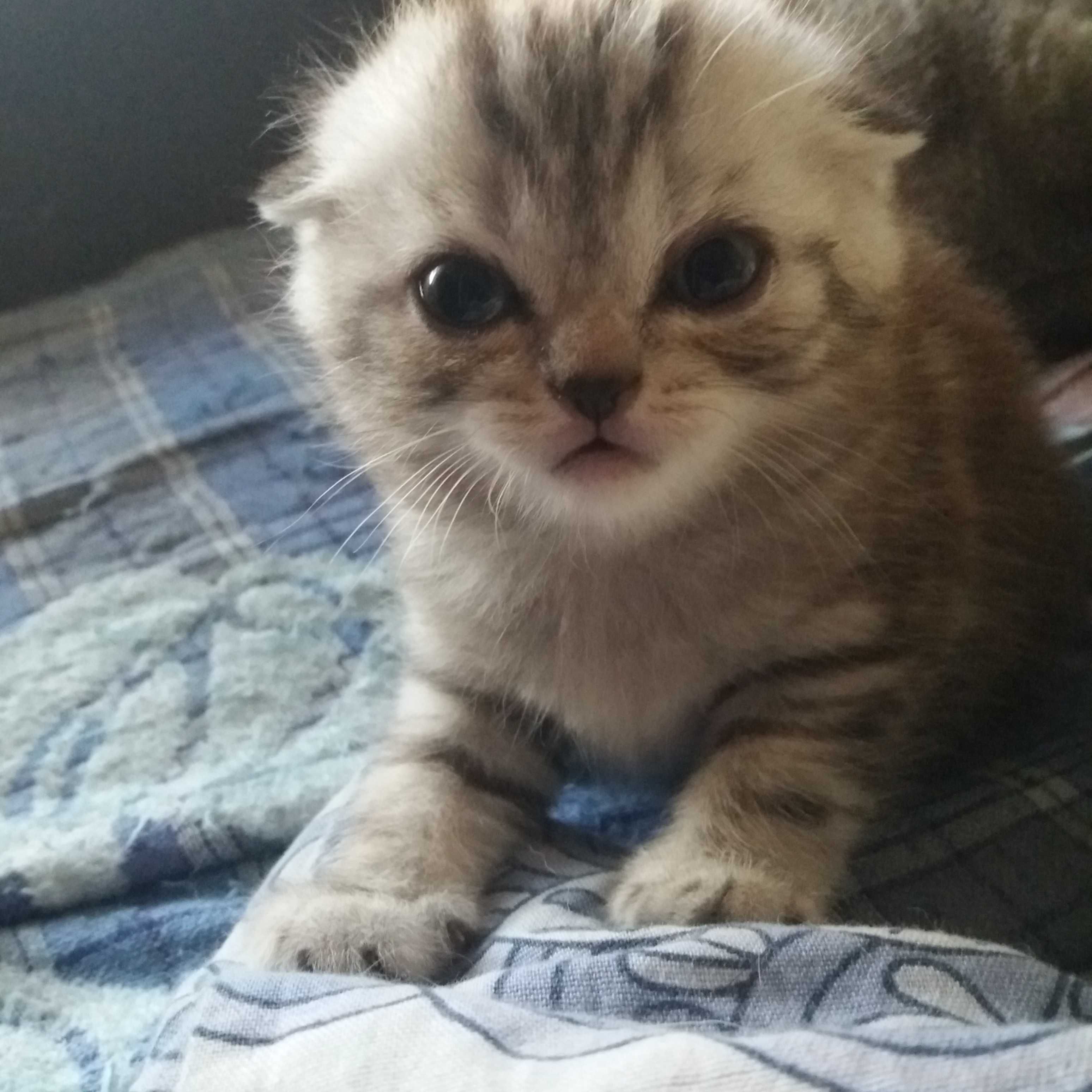Продам шотландских котят