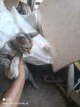 Кошка с котятами породистая