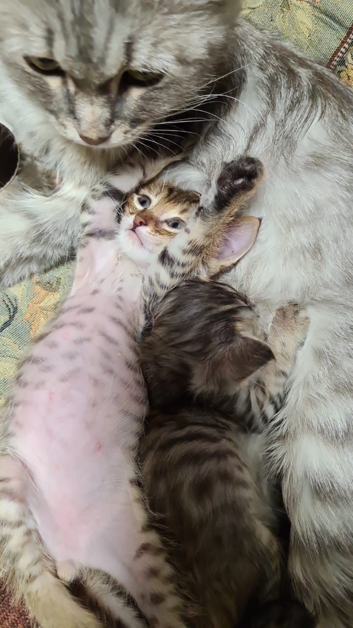 Котики  — антистресс в мягкой упаковке! Забирайте счастье!