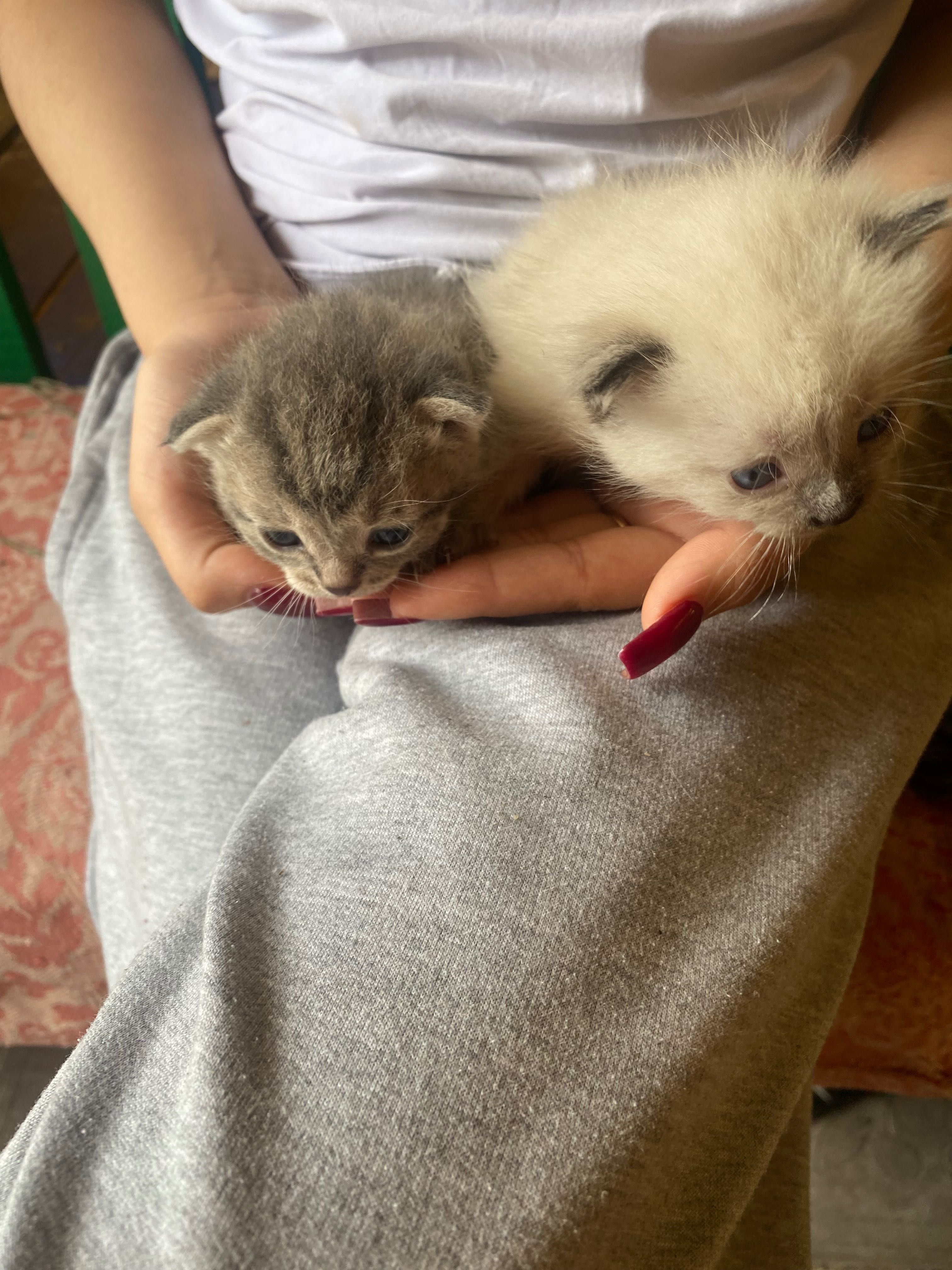 Котята животные котята